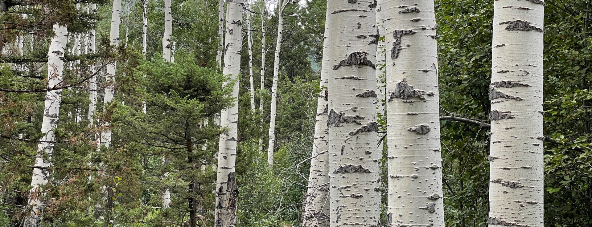 aspens