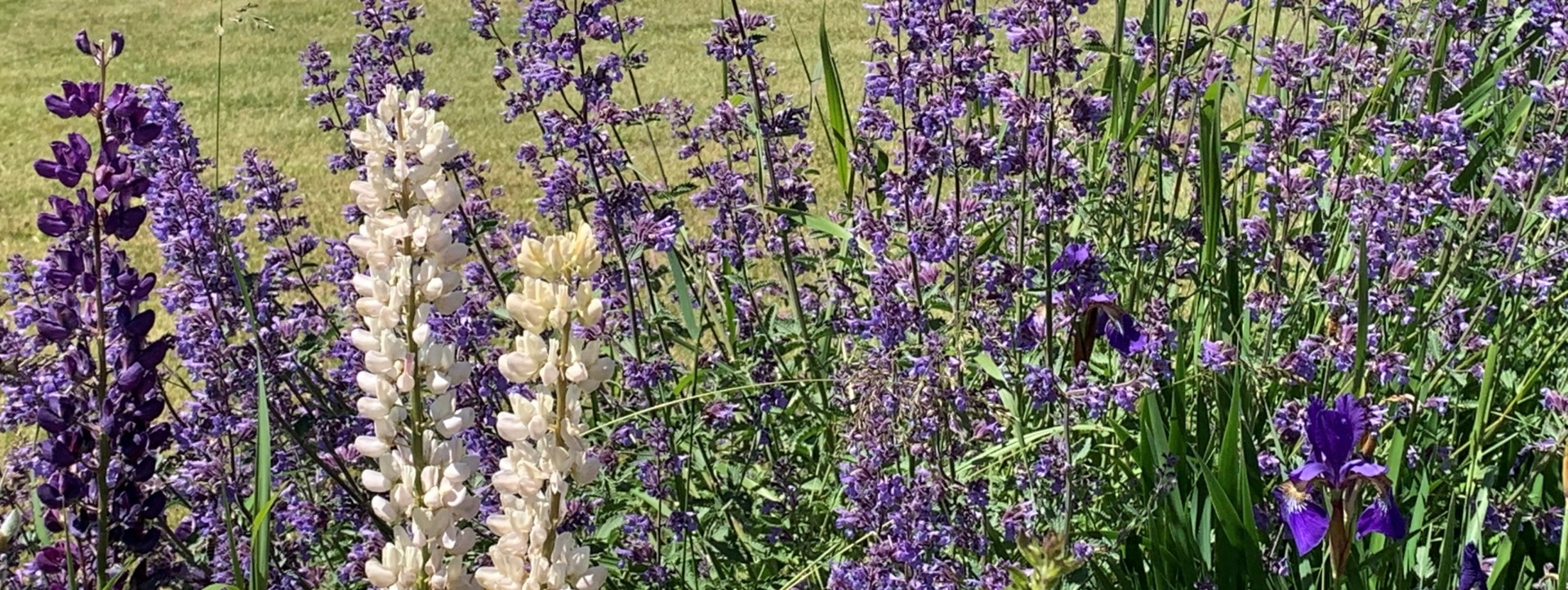 purple flowers